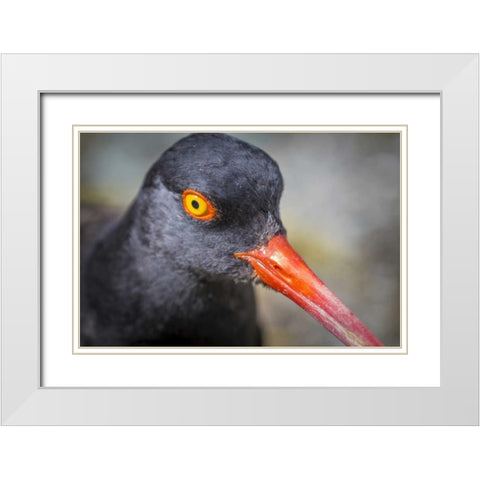 Alaska, Glacier Bay NP Black oyster catcher bird White Modern Wood Framed Art Print with Double Matting by Paulson, Don