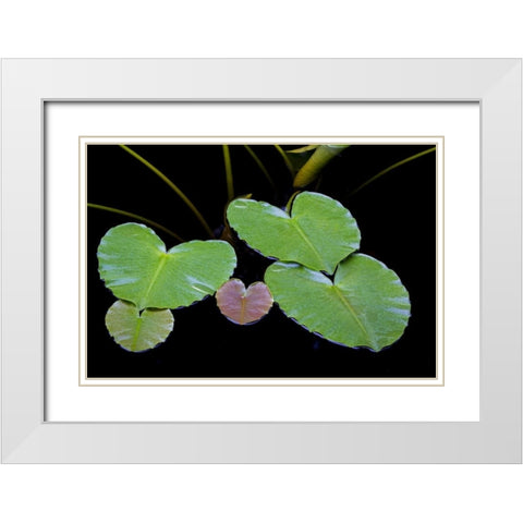 AK, Glacier Bay NP Pond lily in Dundas Bay White Modern Wood Framed Art Print with Double Matting by Paulson, Don
