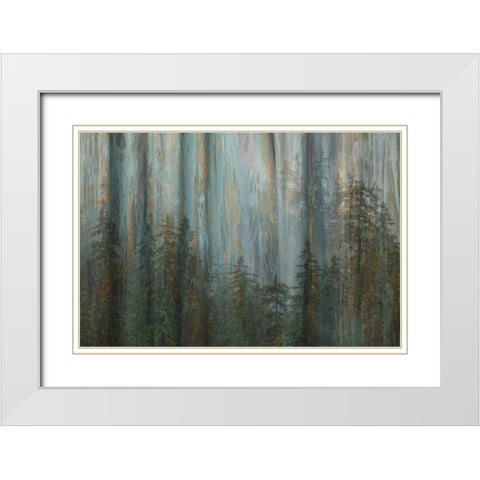 AK, Misty Fiords NM Abstract of trees and forest White Modern Wood Framed Art Print with Double Matting by Paulson, Don