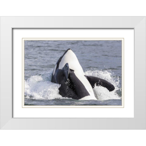 USA, Alaska Orca whale breaching White Modern Wood Framed Art Print with Double Matting by Paulson, Don