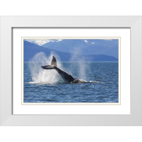 USA, Alaska Orca whale, tail lobbing White Modern Wood Framed Art Print with Double Matting by Paulson, Don