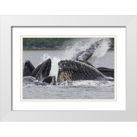 USA, Alaska Humpback whales bubble net feeding White Modern Wood Framed Art Print with Double Matting by Paulson, Don