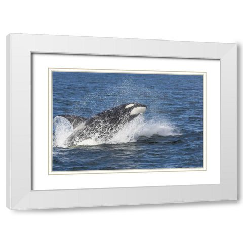Alaska Orca whale breaching White Modern Wood Framed Art Print with Double Matting by Paulson, Don