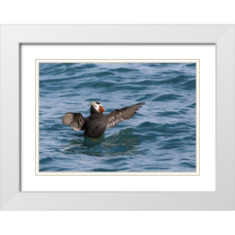Alaska, Glacier Bay NP Tufted puffin in water White Modern Wood Framed Art Print with Double Matting by Paulson, Don