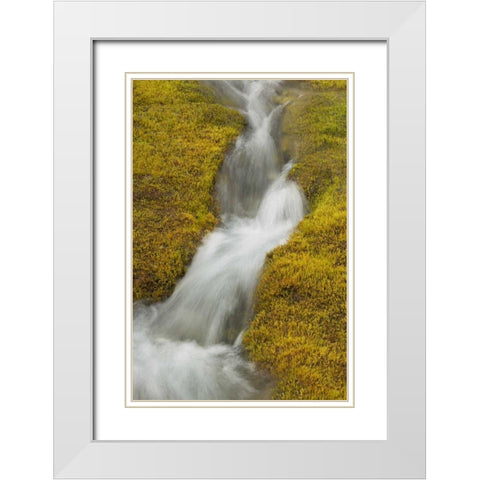 AK, Glacier Bay NP Stream cascade amid moss White Modern Wood Framed Art Print with Double Matting by Paulson, Don
