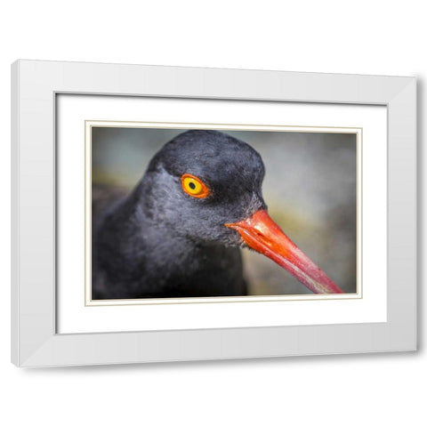 Alaska, Glacier Bay NP Black oystercatcher bird White Modern Wood Framed Art Print with Double Matting by Paulson, Don