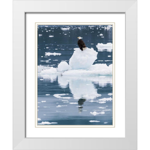 Alaska, Glacier Bay NP Bald eagle on iceberg White Modern Wood Framed Art Print with Double Matting by Paulson, Don