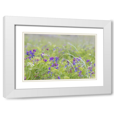 Alaska, Glacier Bay NP Wildflowers in meadow White Modern Wood Framed Art Print with Double Matting by Paulson, Don