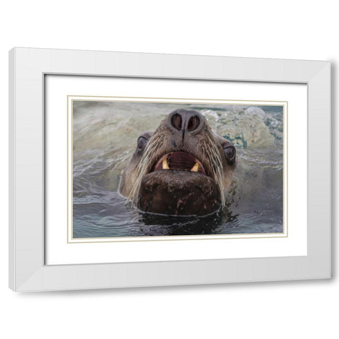 Alaska Stellar sea lion face in water White Modern Wood Framed Art Print with Double Matting by Paulson, Don