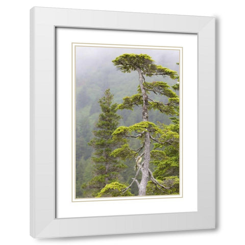 Alaska, Glacier Bay NP Hemlock tree in forest White Modern Wood Framed Art Print with Double Matting by Paulson, Don