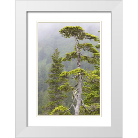 Alaska, Glacier Bay NP Hemlock tree in forest White Modern Wood Framed Art Print with Double Matting by Paulson, Don