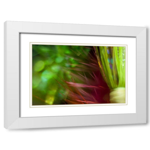 AK, Lake Clark NP Abstract of fishing flies White Modern Wood Framed Art Print with Double Matting by Paulson, Don