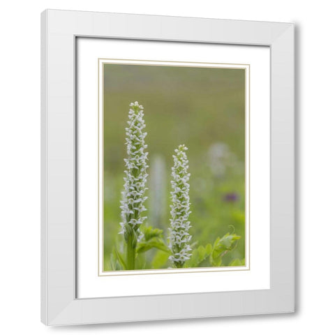 Alaska, Glacier Bay NP White bog orchid White Modern Wood Framed Art Print with Double Matting by Paulson, Don