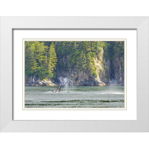 Alaska Humpback whale tail lobbing White Modern Wood Framed Art Print with Double Matting by Paulson, Don