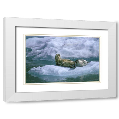 AK, Inside Passage Seal and pup on ice float White Modern Wood Framed Art Print with Double Matting by Rotenberg, Nancy