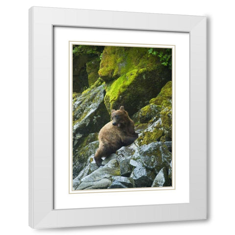 USA, Alaska Young grizzly bear on rocky slope White Modern Wood Framed Art Print with Double Matting by Rotenberg, Nancy