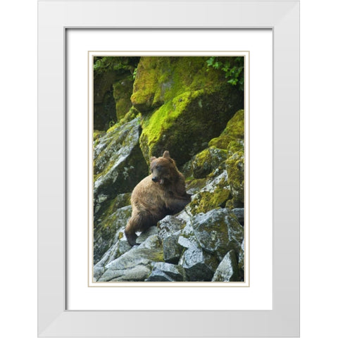 USA, Alaska Young grizzly bear on rocky slope White Modern Wood Framed Art Print with Double Matting by Rotenberg, Nancy
