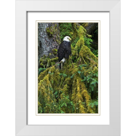 USA, Alaska Bald eagle in mossy tree White Modern Wood Framed Art Print with Double Matting by Rotenberg, Nancy