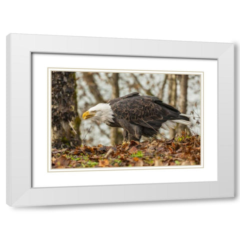 Alaska, Chilkat Preserve Bald eagle on ground White Modern Wood Framed Art Print with Double Matting by Illg, Cathy and Gordon