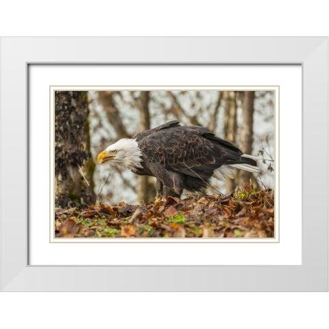 Alaska, Chilkat Preserve Bald eagle on ground White Modern Wood Framed Art Print with Double Matting by Illg, Cathy and Gordon