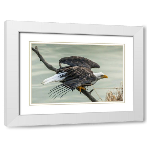 AK, Chilkat Bald eagle taking flight White Modern Wood Framed Art Print with Double Matting by Illg, Cathy and Gordon