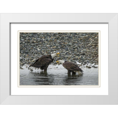 AK, Chilkat Bald eagles calling White Modern Wood Framed Art Print with Double Matting by Illg, Cathy and Gordon