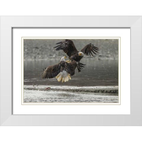 AK, Chilkat Bald eagles fighting in the air White Modern Wood Framed Art Print with Double Matting by Illg, Cathy and Gordon