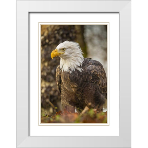 Alaska, Chilkat Preserve Bald eagle on ground White Modern Wood Framed Art Print with Double Matting by Illg, Cathy and Gordon