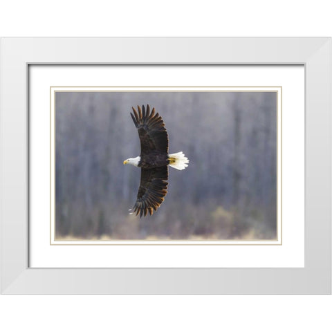 Alaska, Chilkat Preserve Bald eagle in flight White Modern Wood Framed Art Print with Double Matting by Illg, Cathy and Gordon