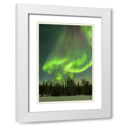 USA, Alaska Aurora borealis over forest White Modern Wood Framed Art Print with Double Matting by Illg, Cathy and Gordon