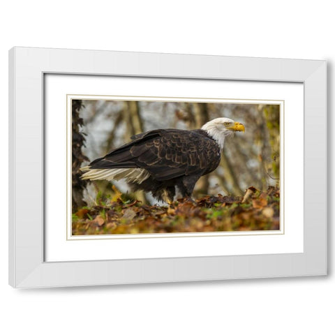 Alaska, Chilkat Preserve Bald eagle on ground White Modern Wood Framed Art Print with Double Matting by Illg, Cathy and Gordon