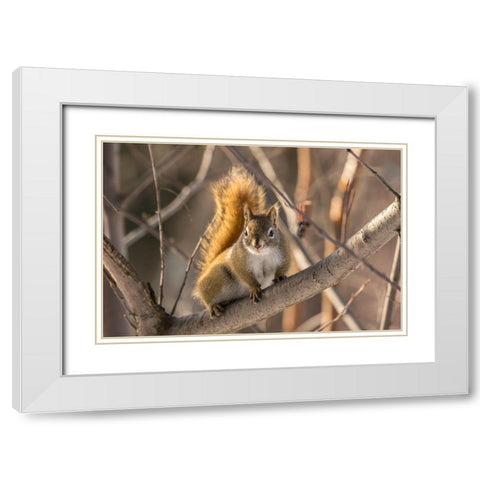 Alaska-Fairbanks Red squirrel in tree White Modern Wood Framed Art Print with Double Matting by Jaynes Gallery