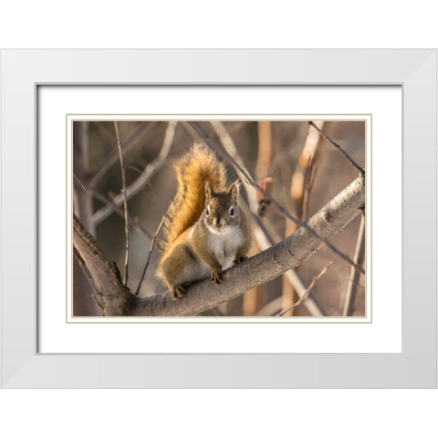 Alaska-Fairbanks Red squirrel in tree White Modern Wood Framed Art Print with Double Matting by Jaynes Gallery