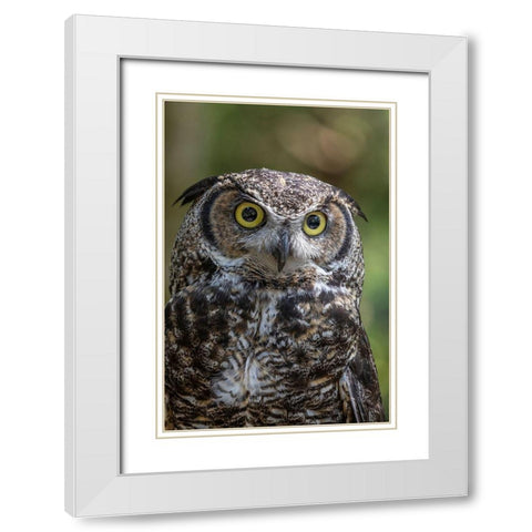 Alaska-Sitka Great horned owl at Alaska Raptor Center  White Modern Wood Framed Art Print with Double Matting by Jaynes Gallery