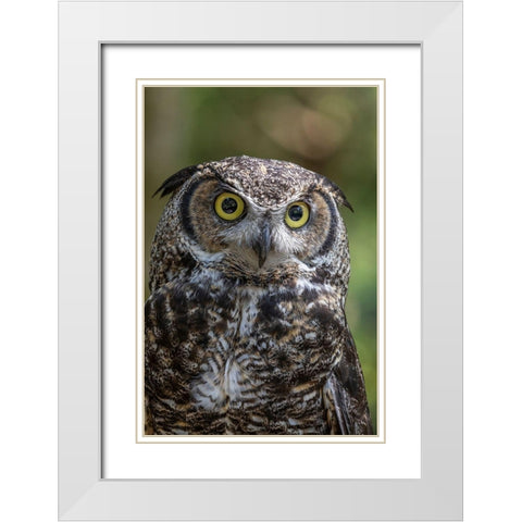 Alaska-Sitka Great horned owl at Alaska Raptor Center  White Modern Wood Framed Art Print with Double Matting by Jaynes Gallery