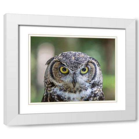 Alaska-Sitka Great horned owl at Alaska Raptor Center  White Modern Wood Framed Art Print with Double Matting by Jaynes Gallery