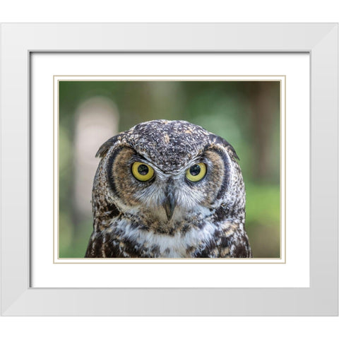 Alaska-Sitka Great horned owl at Alaska Raptor Center  White Modern Wood Framed Art Print with Double Matting by Jaynes Gallery