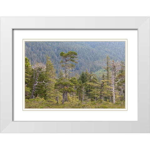 Alaska-Starrigavan Valley Forest landscape  White Modern Wood Framed Art Print with Double Matting by Jaynes Gallery