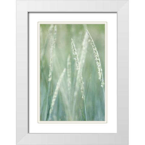 Alaska-Tongass National Forest Abstract of beach rye grass  White Modern Wood Framed Art Print with Double Matting by Jaynes Gallery