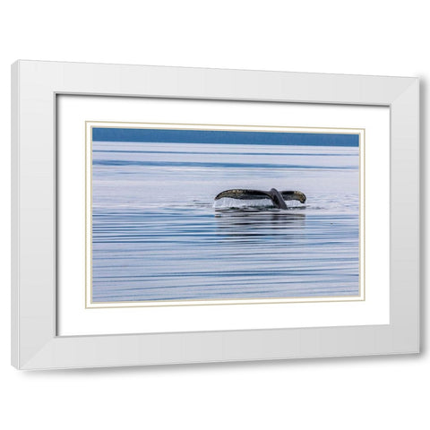 Alaska-Chatham Strait Humpback whale diving  White Modern Wood Framed Art Print with Double Matting by Jaynes Gallery