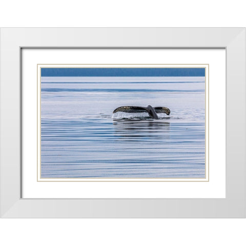 Alaska-Chatham Strait Humpback whale diving  White Modern Wood Framed Art Print with Double Matting by Jaynes Gallery