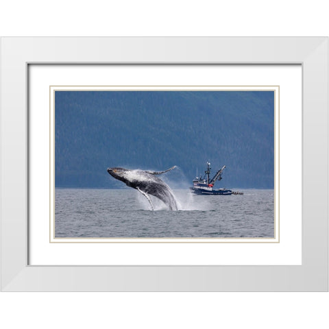 Alaska-Chatham Strait Breaching humpback whale near fishing boat  White Modern Wood Framed Art Print with Double Matting by Jaynes Gallery