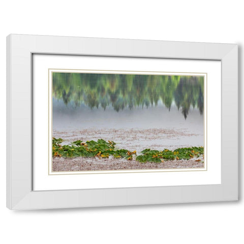Alaska-Sitka Forest reflection in Swan Lake  White Modern Wood Framed Art Print with Double Matting by Jaynes Gallery