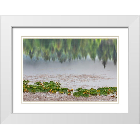 Alaska-Sitka Forest reflection in Swan Lake  White Modern Wood Framed Art Print with Double Matting by Jaynes Gallery