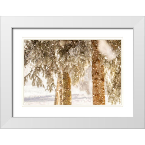 Alaska Close-up of frost falling from branches in winter White Modern Wood Framed Art Print with Double Matting by Jaynes Gallery