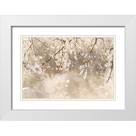 Alaska Close-up of frost falling from branches in winter White Modern Wood Framed Art Print with Double Matting by Jaynes Gallery