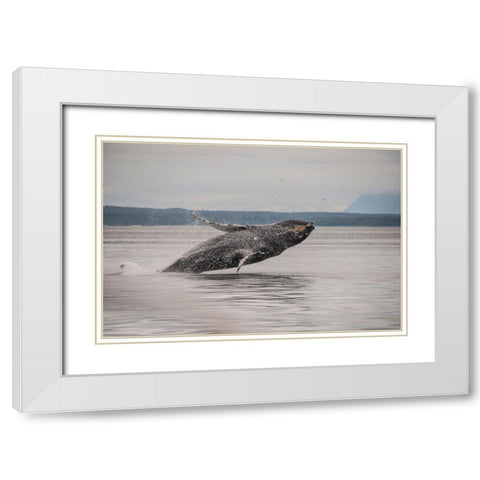 Usa-Alaska Humpback whales jumping and breaching White Modern Wood Framed Art Print with Double Matting by Sederquist, Betty