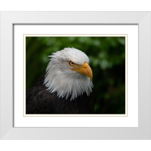 Usa-Alaska Alaska Raptor Center-this bald eagle poses for the camera White Modern Wood Framed Art Print with Double Matting by Sederquist, Betty