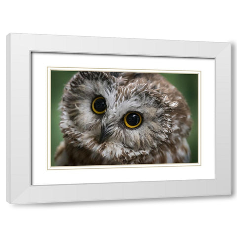 Usa-Alaska This tiny saw-whet owl is a permanent resident of the Alaska Raptor Center White Modern Wood Framed Art Print with Double Matting by Sederquist, Betty