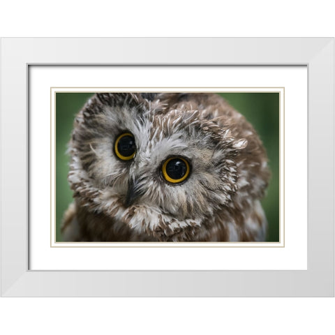 Usa-Alaska This tiny saw-whet owl is a permanent resident of the Alaska Raptor Center White Modern Wood Framed Art Print with Double Matting by Sederquist, Betty